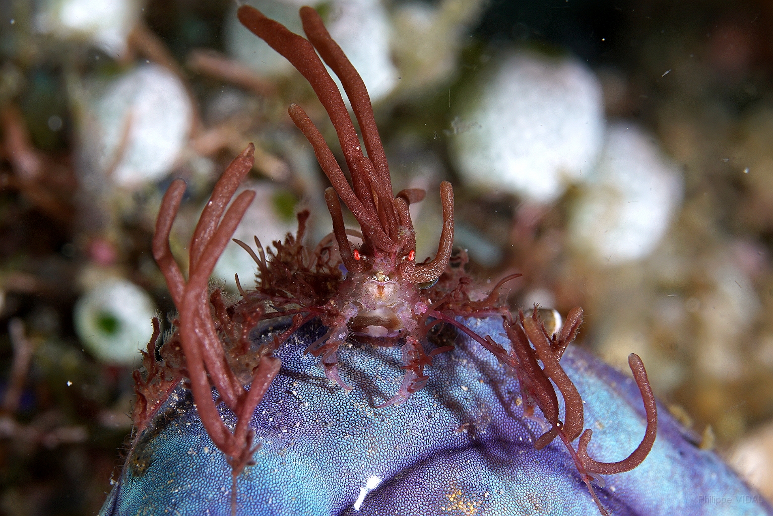 Banda Sea 2018 - DSC05910_rc - Corallimorth decorator crab - Crabe decorateur - Cyclocoeloma tuberculata.jpg